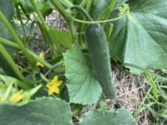 岩手県産 家庭菜園 きゅうり　訳ありのサムネイル