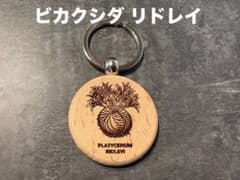 ビカクシダ リドレイ 木製ストラップのサムネイル