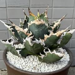 アガベ 特選・小雨新白鯨 胴切り子株 カキコ pup 検)シーザー チタノタのサムネイル