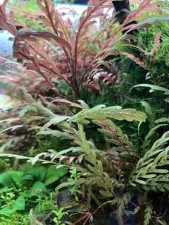 ハイグロフィラ　ピンナティフィダ　UKのサムネイル
