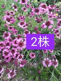 ガイラルディアグレ−プセンセ−ションのサムネイル
