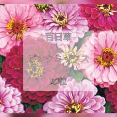 む*き様 百日草 ピンクミックス 10粒のサムネイル