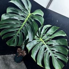 モンステラデリシオーサマクロコズム超希少系統鉢植え107㎝ - メルカリ