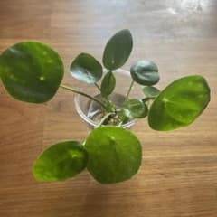 ピレア　ペペロミオイデス　抜き苗　子株のサムネイル