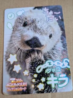 鳥羽水族館 ラッコ キラちゃん コレクションカードvol.2 コレカ レア