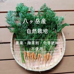 八ヶ岳 信州産 朝採り⭐︎ 新鮮 人参 の葉 農薬不使用 ニンジン　ウサギのサムネイル