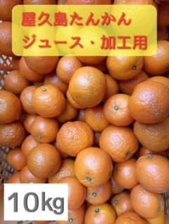 【訳あり】屋久島 たんかん 10㎏