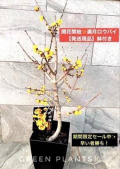 期間限定セール✨蝋梅 苗 接木5年生 満月 大苗 鉢植え【ロウバイ】開花