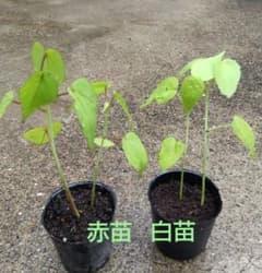 モミジアオイ赤白苗各2苗のサムネイル