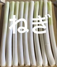 ねぎのサムネイル