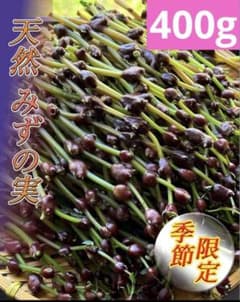 【新鮮山菜】シャキシャキ食感！ミズのコブ（400ｇ)のサムネイル