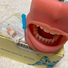 顎模型のサムネイル