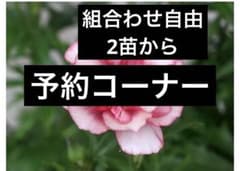 ラナンキュラスラックス、組合わせ自由、２苗からのサムネイル
