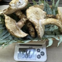 【クール便送料込み】和歌山県産　①②天然松茸 380g 本日発送品のサムネイル