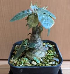 s*o様 ドルステニア フォエチダのサムネイル