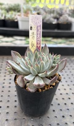 青鬼 ミックスベリア おらいさん苗 抜き苗 多肉植物 - メルカリ