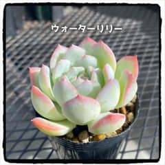 多肉植物エケベリア ウォーターリリー 抜き苗のサムネイル