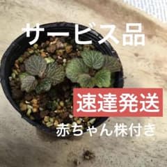 極姫ユキノシタ 山野草 盆栽 希少❣️ - メルカリ