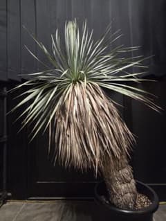 専用出品 リピ割 ユッカロストラータ (し) 曲がり株、ブルー強め 専用出品 リピ割 ユッカロストラータ (し) 曲がり株、ブルー強め