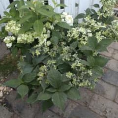 ヤマアジサイ あじさい 苗 3種セット 白扇 満天星 坊ヶ鶴の華のサムネイル