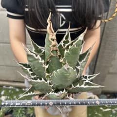 779 アガベ チタノタ “精品海王” 超絶狂棘 優良血統 特選 - メルカリ