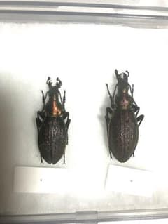 オオルリオサムシ(オシマルリオサムシ)島牧村　泊　ペアのサムネイル