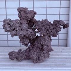 人工ライブロック　アク抜き済みのサムネイル