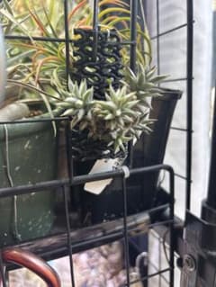Tillandsia angulosa ティランジア アングローサのサムネイル