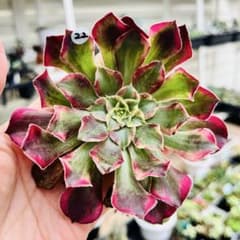 22.【現品　カット】アエオニウム「天台」傷・葉焼け有り　レア 22.【現品 カット】アエオニウム「天台」傷・葉焼け有り レア