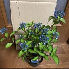 ヤマアジサイ 藍姫 大株 山野草 4号鉢植え あじさい苗 - メルカリ