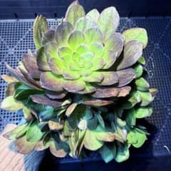 m68280301198_1.jpg?1742651268
