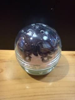 INI 後藤威尊 かぷっこふれんずのサムネイル
