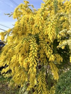 フレッシュミモザ 長い枝 20本 - メルカリ