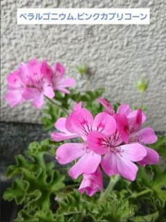 No.➄☘️【無農薬】アジュガ(抜き苗) 西洋十二単（ジュウニヒトエ