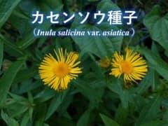 カセンソウ種子 　頭花1つ分　第四種郵便発送のサムネイル