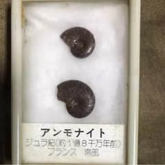アンモナイトの化石のサムネイル