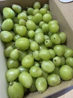 シャインマスカット 訳あり 粒だけ 1kg 淡路島産のサムネイル