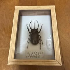 コーカサスオオカブト 標本 木製フレーム入り - メルカリ