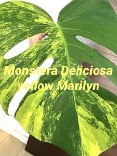 j*@様 【超希少】モンステラ デリシオーサ イエローマリリン 茎 葉っぱ