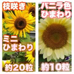 数量限定】2025年 北海道 ひまわりの種セット 計30粒(c2) - メルカリ
