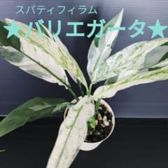★スパティフィラ 斑入り★ネコポス★のサムネイル