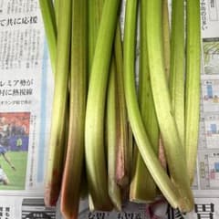 朝採りルバーブ 緑 700g 農薬不使用 - メルカリ