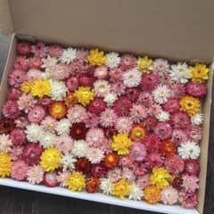 花No.057 ヘリクリサム ドライフラワー ミックス系 訳ありのサムネイル