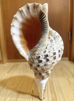 コンパクト肉厚修験道法螺貝　山伏　密教　熊よけ　魔除け❣️ホラガイ　ほら貝 大型肉厚修験道法螺貝 39㎝ 山伏 密教 魔除け 熊よけ❣️ホラガイ