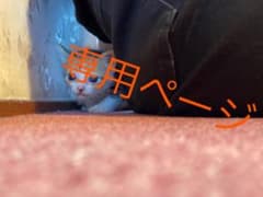 専用ページのサムネイル