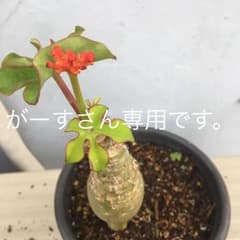 珊瑚油桐のサムネイル