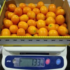 宮崎産完熟金柑　訳ありのサムネイル