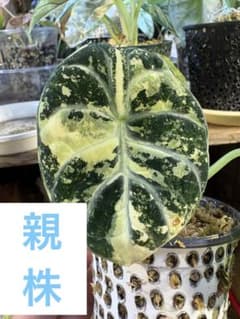 アロカシア ニンジャ アルボ 斑入り 芋 1つ - メルカリ