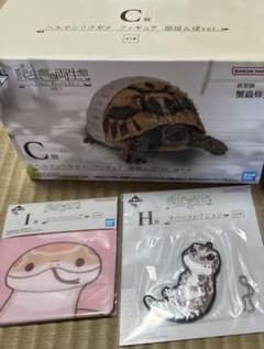 이치 반 쿠지 파충류 & 양서류 C상 헤르만릭 거북이 덤 포함