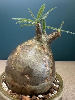 m*3様 A39超特選！パキポディウムグラキリス！現地球 m*3様 A39超特選！パキポディウムグラキリス！現地球 - メルカリ